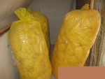 O�ezy skeln� vaty, Knauf, Rota