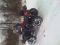 polarisv.igor